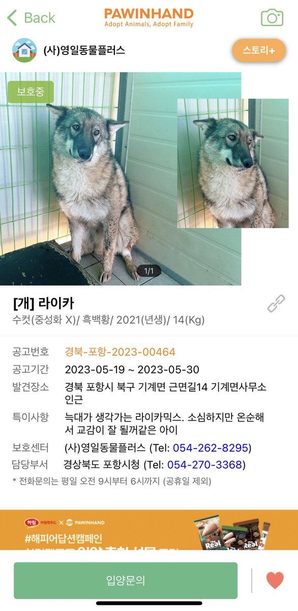 친구가 보여준 순하고 멋져보이는 멈머ㅜ 우리 타래의 큰오빠같이 생겼어요~ 혹시 더 알려지면 좋은 인연을 찾을 수 있지 않을까 해서 트윗해봅니다