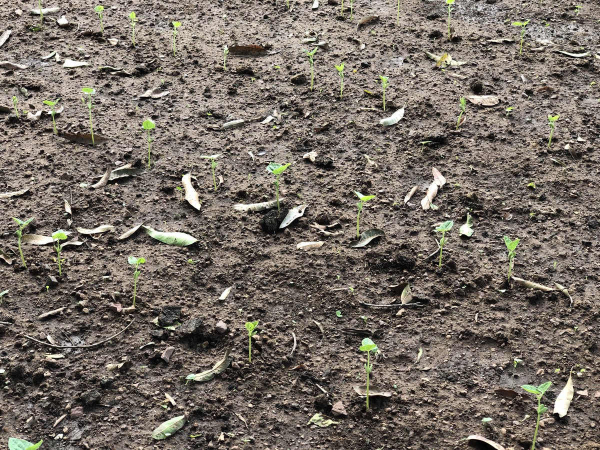 Overjoyed seeing these sprouts of a local Beans cultivar from Raikia (Kandhamal). #MyGardenMyLife #Agrobiodiversity