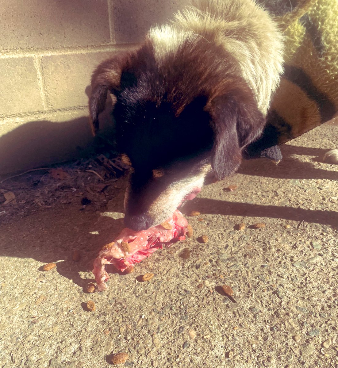 Amber_Munster's tweet photo. Dextar 21 in just over a week and still enjoys eating his chicken frames 💕 #jackrussell #jackrussellterrier #oldmandoggy #jackrussellsofinstagram https://t.co/KIvebaXrrJ
