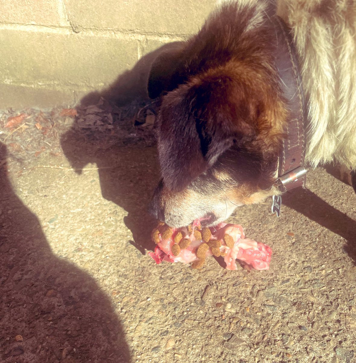 Amber_Munster's tweet photo. Dextar 21 in just over a week and still enjoys eating his chicken frames 💕 #jackrussell #jackrussellterrier #oldmandoggy #jackrussellsofinstagram https://t.co/KIvebaXrrJ