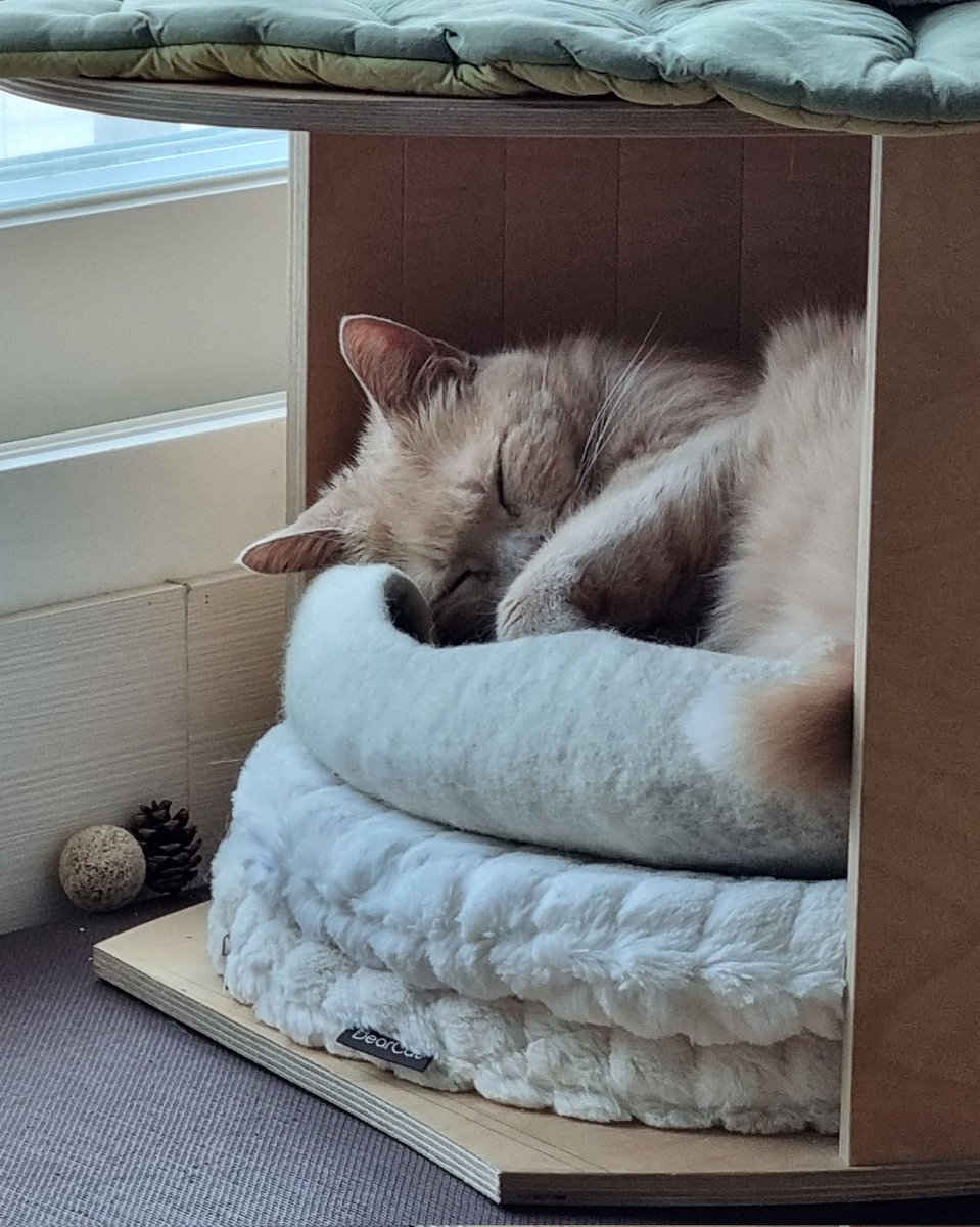 어떻게 고양이가 이렇게 토끼