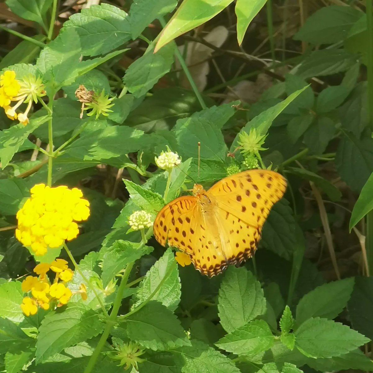 nickshormonsha_'s tweet photo. #나비 #蝶 #butterfly #papillon 
#花 #Flowers #blossoms #꽃 #цветок #квітка #פרחים #Hoa #Fleurs #फूल #Çiçekler #Blumen #ดอกไม้ #Maua #Flores #Λουλούδια #Квіти #Fiori #여름 #summer #夏  #Летом #နွေရာသီ #verão #Lété #गर्मी #Sommer #ฤดูร้อน #verano #Lestate https://t.co/w2rI3MqkIK