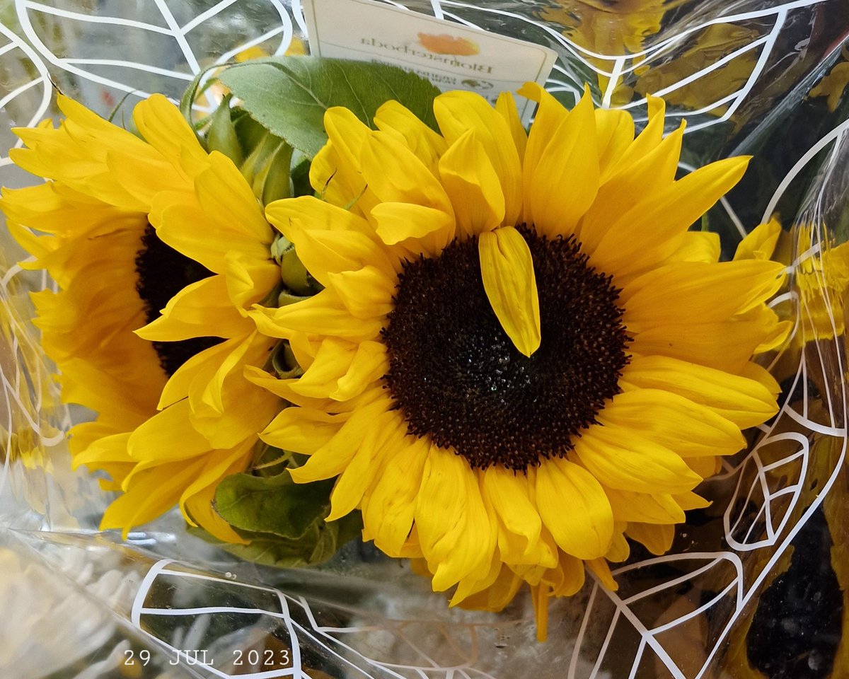 IDadzkov's tweet photo. Sunflower. Solros.
#nature #flowers #sunflowers #solros
#FlowersPhoto https://t.co/B6bN5RFfCh