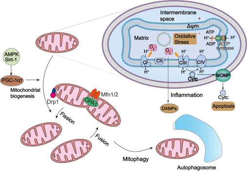 Mitochondrial Medicine tweet media