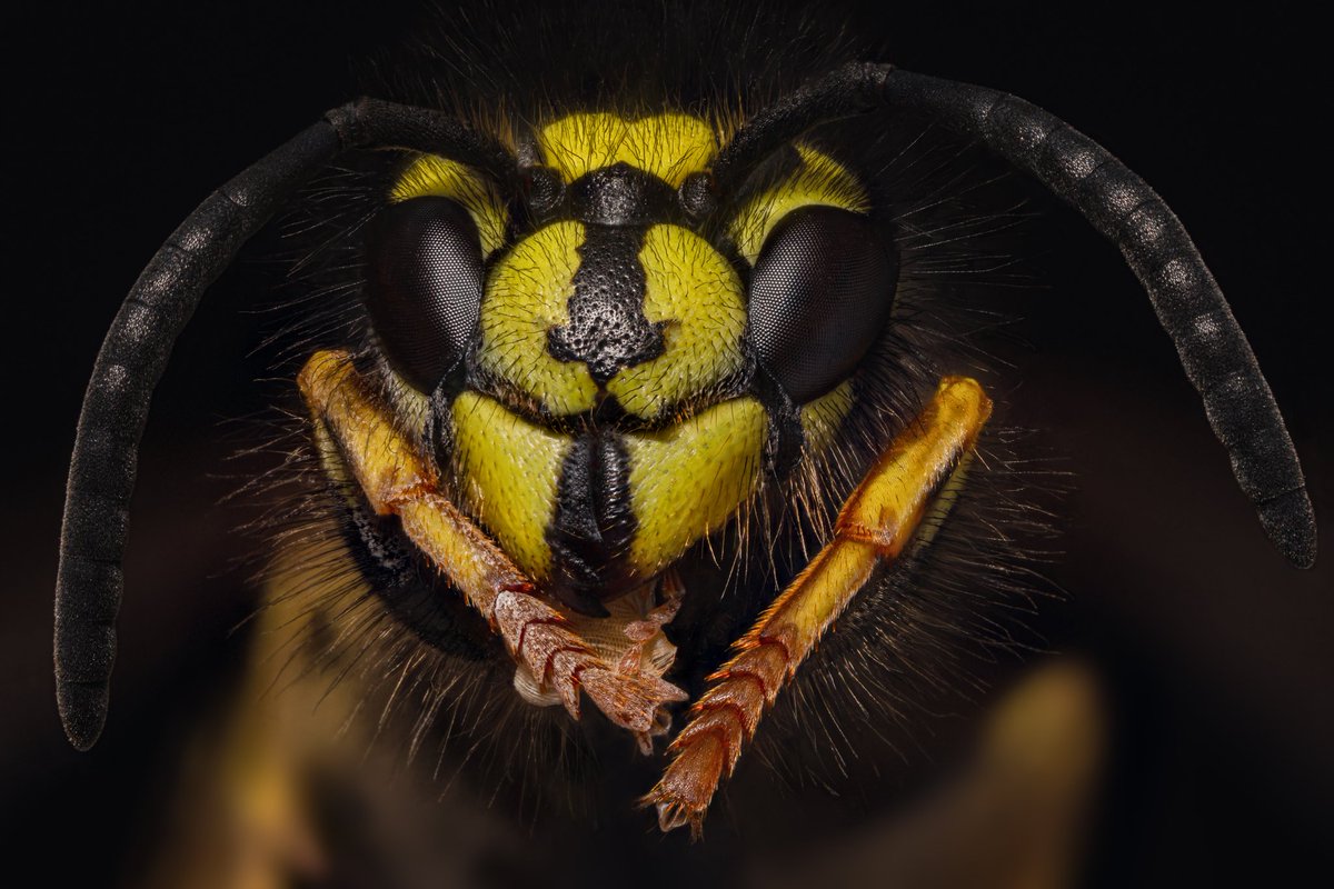 Brian Tomlinson Photography tweet media