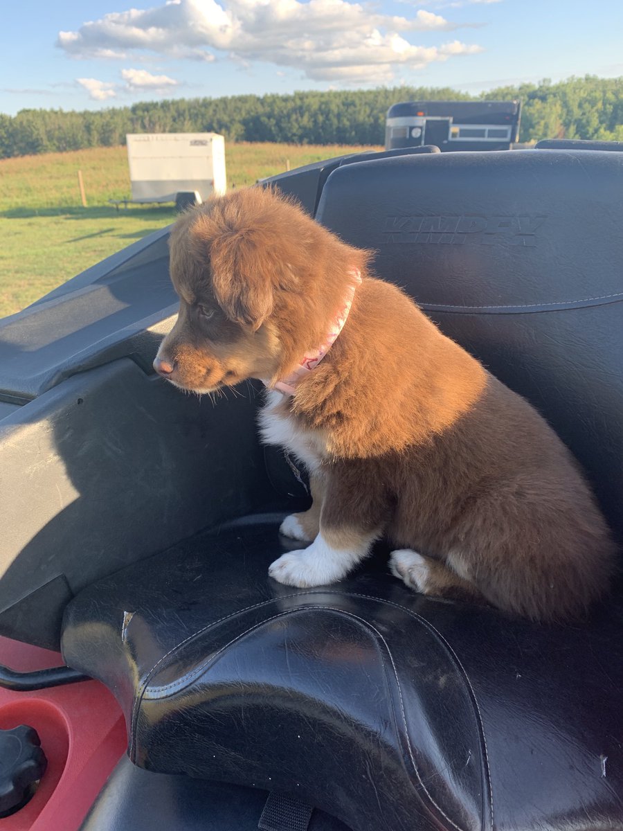 When you ask your wife to chase cows in the bush this was her response! She is cute !