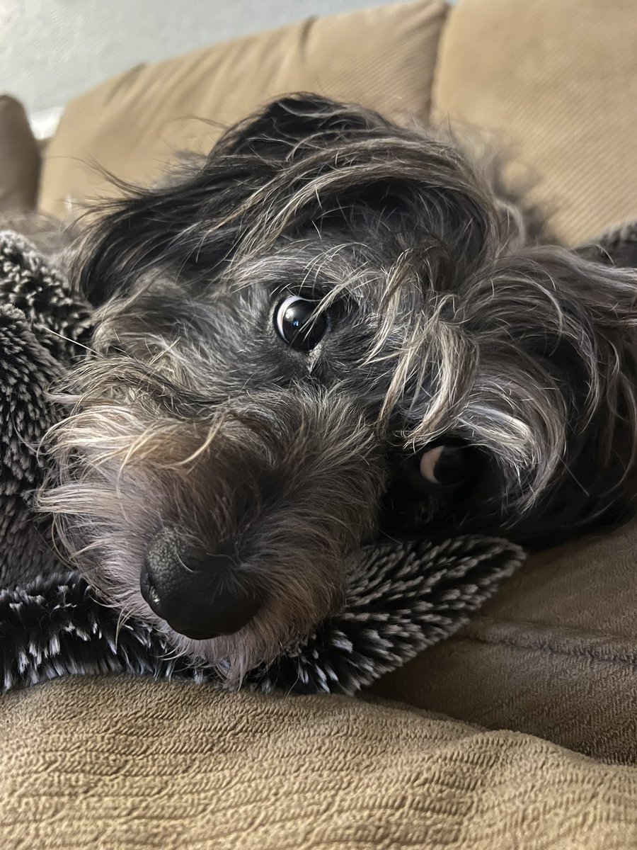 Rocco and Dobby tweet media