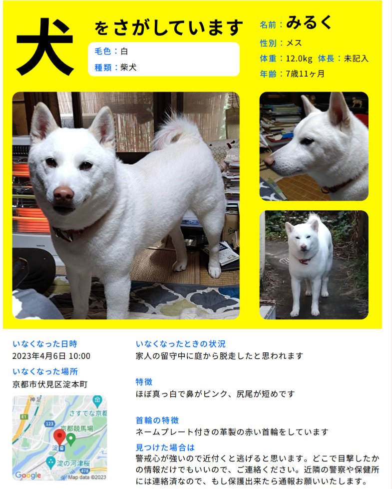 9F3b7Qk9SoFTeQD's tweet photo. ※2023/7/30固ツイ更新しました。
2023/4/6(木)、京都市伏見区の京阪淀駅付近で失踪した白柴のみるくを捜索中です。失踪からもうすぐ４か月、生きているなら今日で8歳になりました。目撃情報も少なくなっていますが、先日一件頂きましたので更新しました。引き続き情報おまちしております。 https://t.co/137AIzENmq