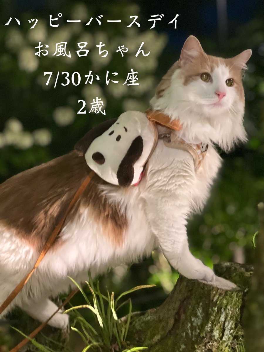 furoharatori's tweet photo. 【迷い猫】捜索３日目
今日７/30は2歳のお誕生日！最近は顔つきも凛々しくなり、大人の猫の落ち着き.物静かで猫苦手さんにもそっと寄り添って癒してくれる人気者。おめでとう㊗️
毎日晴天なのに見えなかった富士山が今日は見えた！富士山パワー全開

#迷い猫
#探してます
#足柄サービスエリア
#拡散希望 https://t.co/sX6RgwSwnm