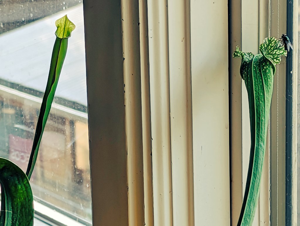 pixelknitter's tweet image. Impending doom. 🪰🌱