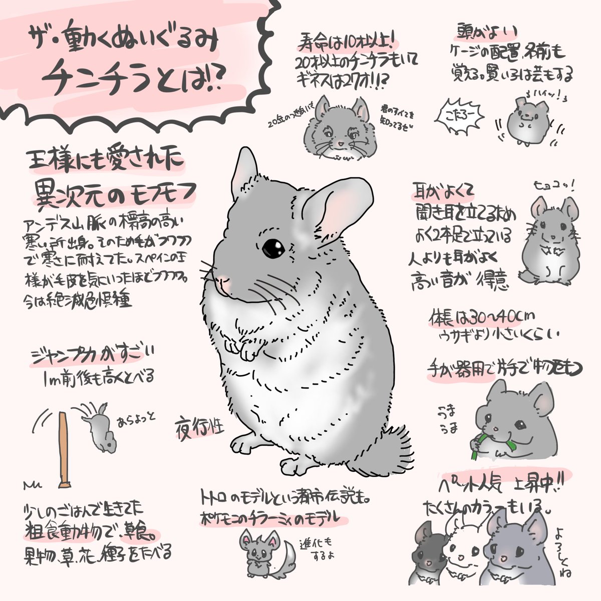 nucleotidenona's tweet photo. 新規格！
#ヌクレオチド動物紹介
こういうイラストって見ちゃうよね？
ってことで、マイナーだけど知ってほしい激推し動物をたまにイラストで紹介します
フォローしてね https://t.co/6HLIJ6LutN