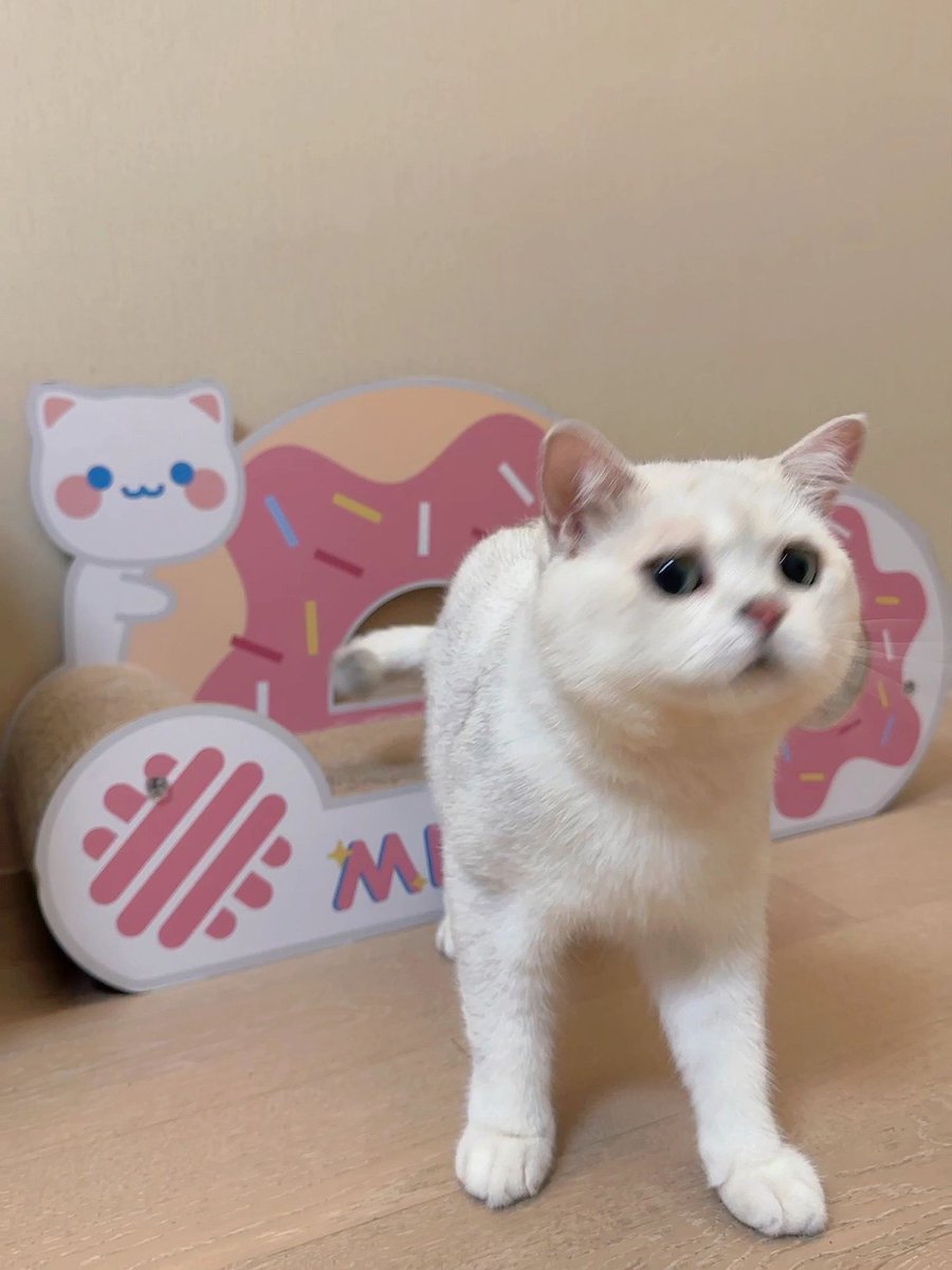JonnePetson's tweet photo. How do kittens have so many expressions on their faces, such strange creatures #cats #catsdaily #mycatsarereallycute https://t.co/91WySP1lNV