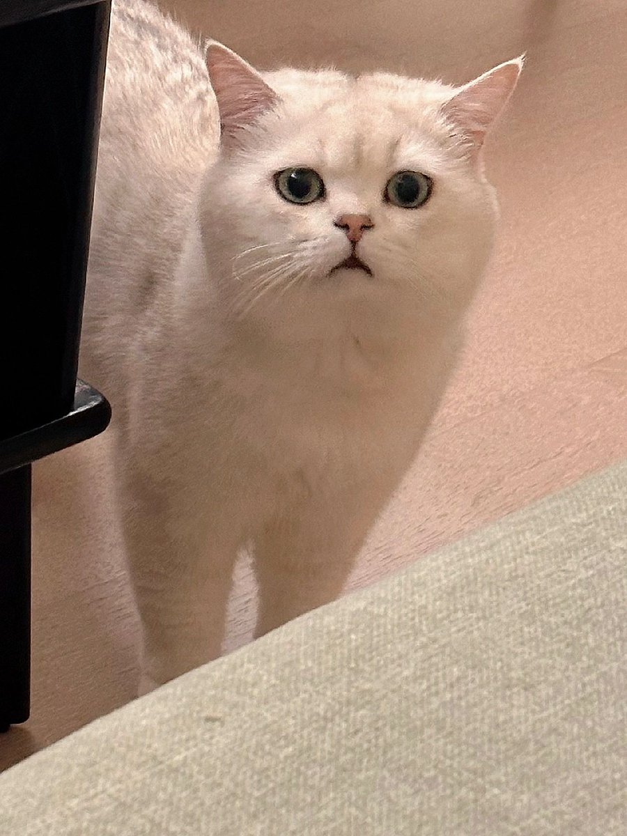 JonnePetson's tweet photo. How do kittens have so many expressions on their faces, such strange creatures #cats #catsdaily #mycatsarereallycute https://t.co/91WySP1lNV