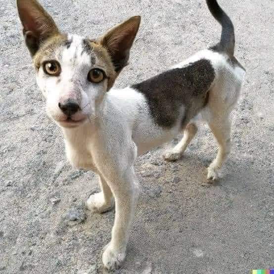 UlisesDavid__'s tweet photo. "A tu perro lo vuelvo mí gaato" 

-La Joaqui https://t.co/zpJ4r9t5Q4