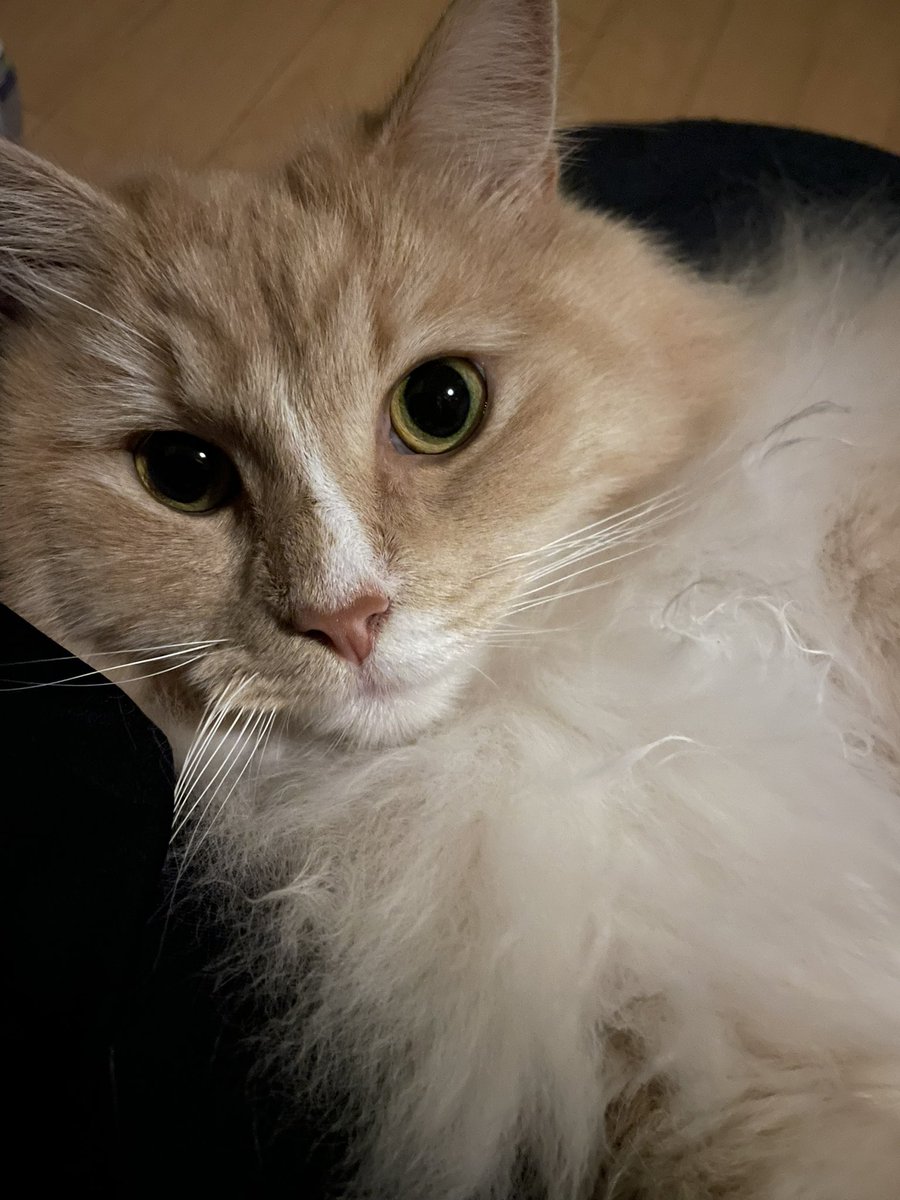 aquarius_Ginger's tweet photo. 猫もダメにするクッションとのコラボはあざと可愛い
#猫 #猫がいる暮らし https://t.co/hxskIerLY8