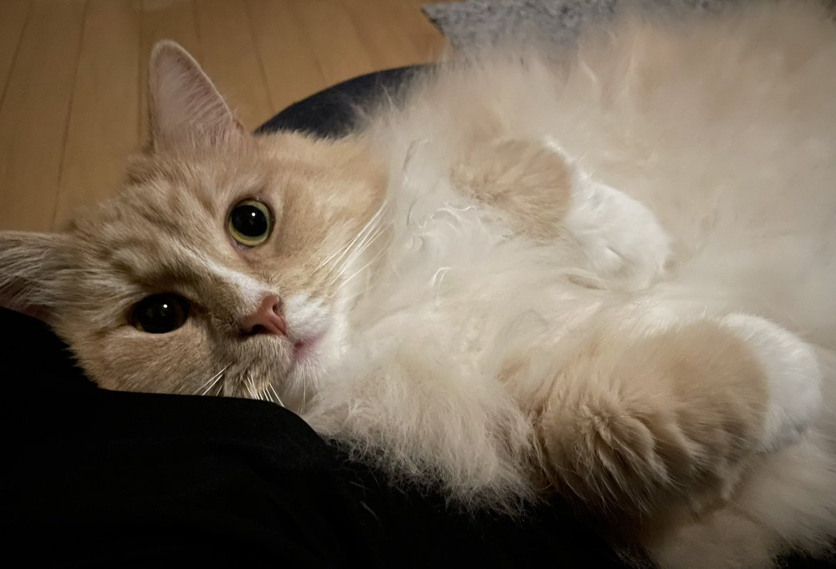 aquarius_Ginger's tweet photo. 猫もダメにするクッションとのコラボはあざと可愛い
#猫 #猫がいる暮らし https://t.co/hxskIerLY8