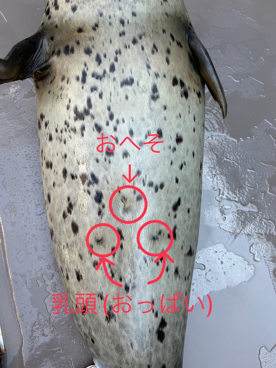 オスとメスの見分け方：アザラシ］ おへその下を見ることで見分ける