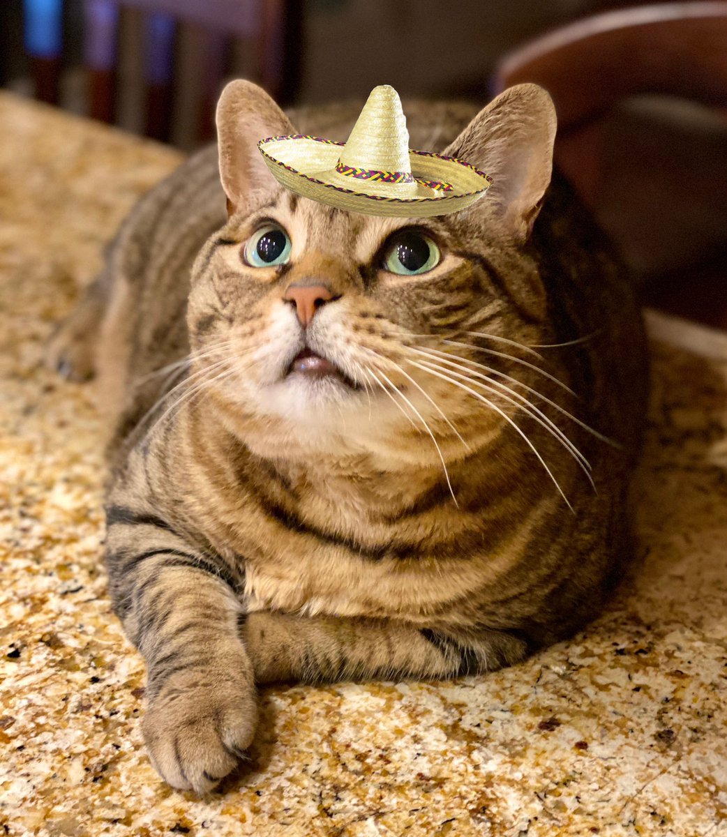 CatsNeedHats's tweet photo. @MissyBBBobtail Yesssss https://t.co/cIoNBXztfO