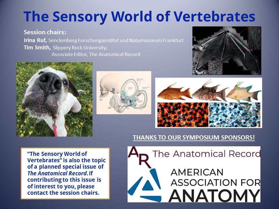 Tim Smith (@timsmit02313649) on Twitter photo Tomorrow in Cairns, come see our symposium in rooms M5-6. Big thanks to our symposium sponsors, <a href="/AnatRecord/">The Anatomical Record</a> and <a href="/AnatomyOrg/">American Association for Anatomy</a> Tomorrow in Cairns, come see our symposium in rooms M5-6. Big thanks to our symposium sponsors, <a href="/AnatRecord/">The Anatomical Record</a> and <a href="/AnatomyOrg/">American Association for Anatomy</a>