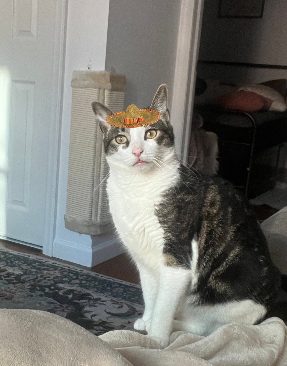 CatsNeedHats's tweet photo. @MolieCannoli https://t.co/OusRVpCNv7