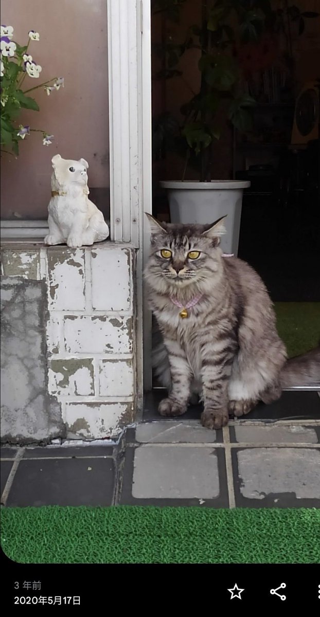 karenatumerumo's tweet image. ちなみにこの子𓃠は、ご近所の焼肉屋さんの #看板ねこ　#美猫

最近見掛けないけれど、元気にしているかしら？