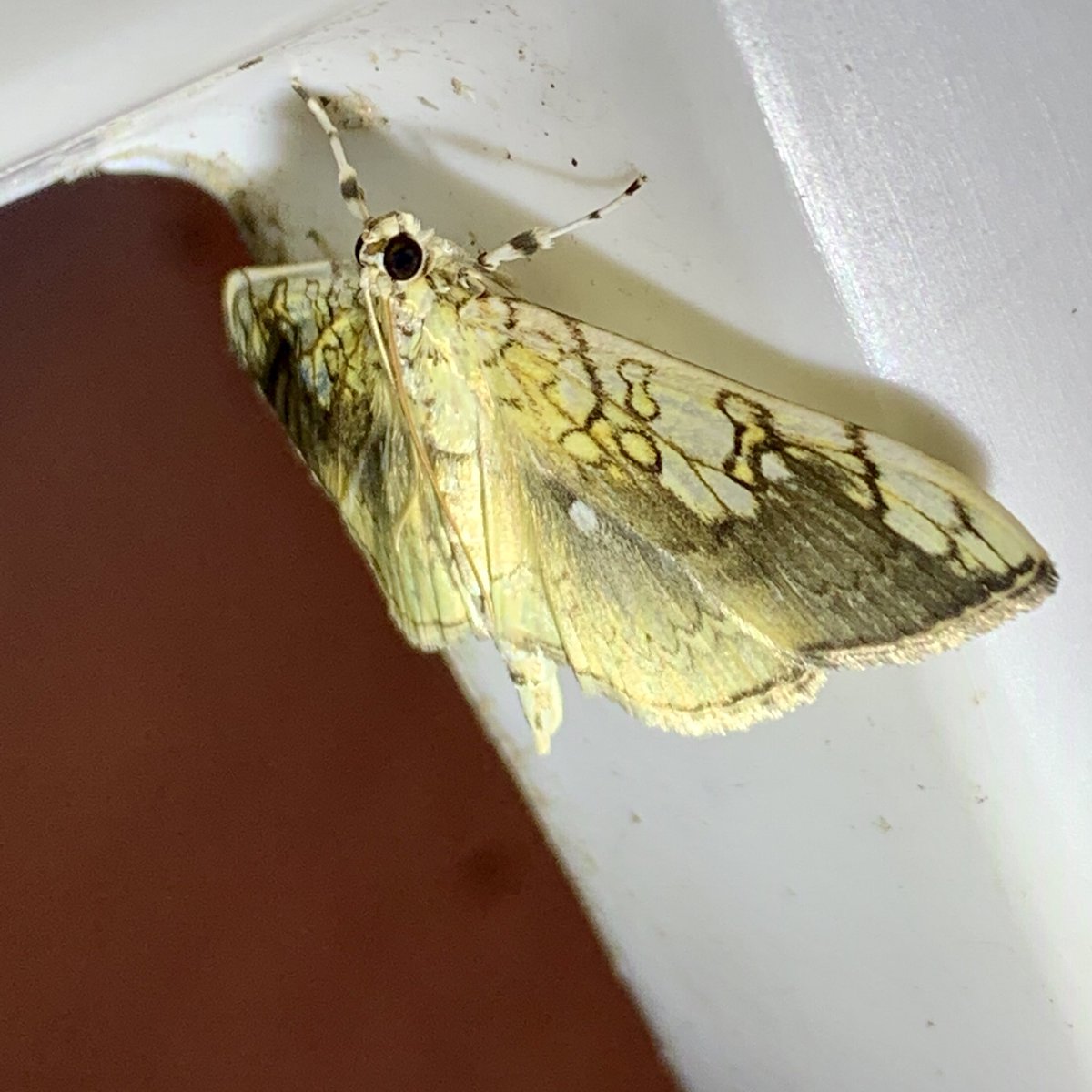 McDarnit's tweet photo. I’ve seen the moths https://t.co/hecKEjxLq4