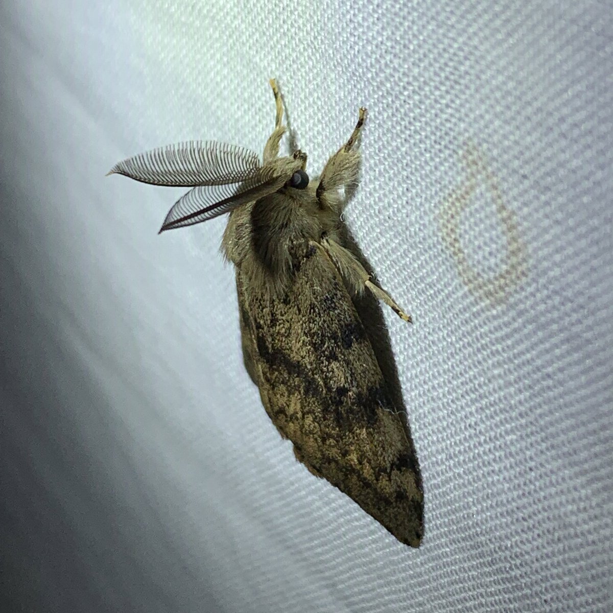 McDarnit's tweet photo. I’ve seen the moths https://t.co/hecKEjxLq4