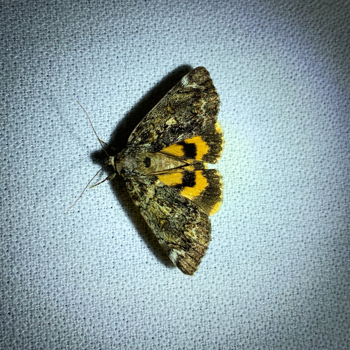 McDarnit's tweet photo. I’ve seen the moths https://t.co/hecKEjxLq4