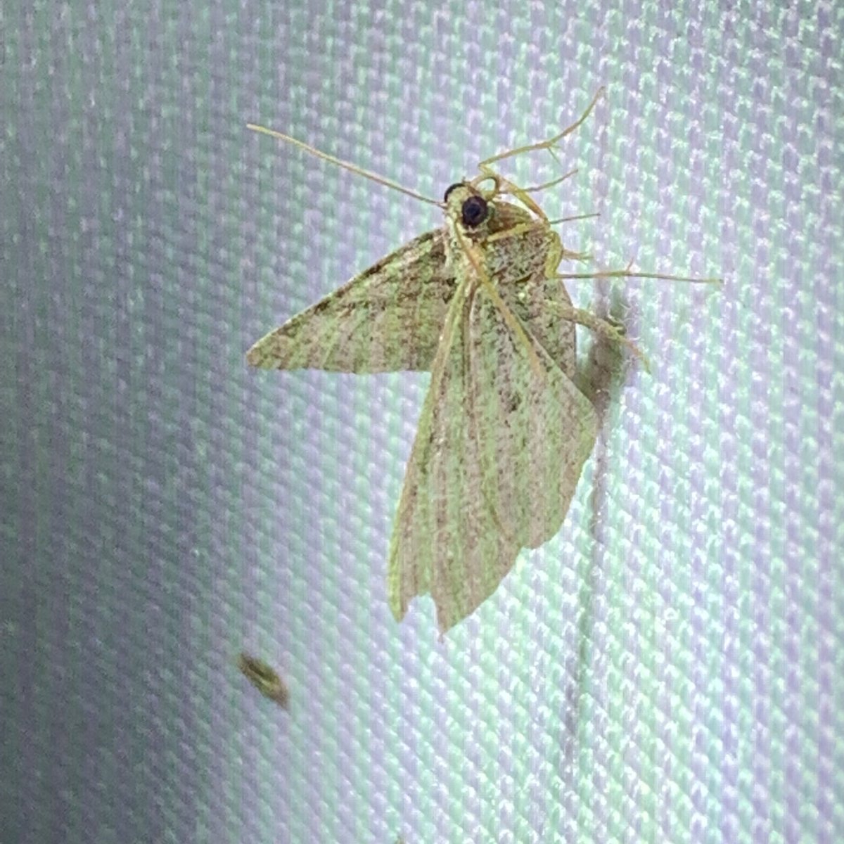 McDarnit's tweet photo. I’ve seen the moths https://t.co/hecKEjxLq4