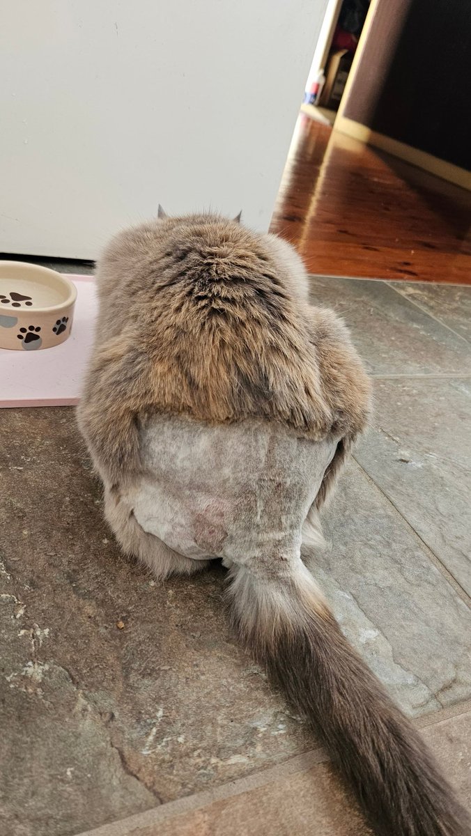 background_rach's tweet photo. Could have gone to see @KateCeberano in Noosa yesterday, but Kevin thought it would be a great idea to get in a fight with a monster of a ginger cat in the front yard instead.  So I spent the day at the vet and now ...  my cat looks like this. #onyaKev https://t.co/xHFHDS45xP