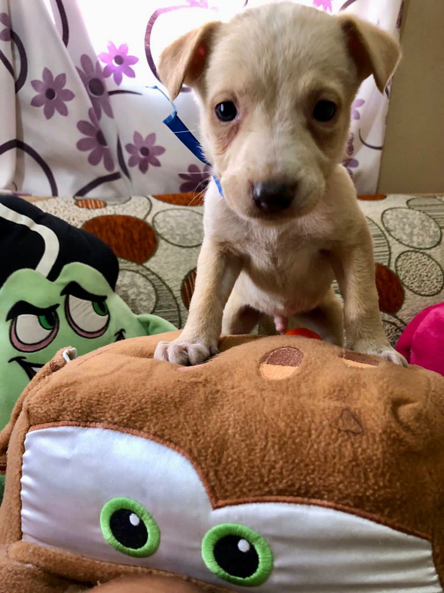 FundacionToby's tweet photo. Hola soy Manchita💘 (el de la primera foto) y estos son mis ocho hermanas y hermanos. Nos rescataron de las calles de Neza y estamos muy emocionados de tener la oportunidad de tener una vida feliz con mucho amor y salud, sin miedo, sin hambre y sin frío.🥹

¿Nos ayudas a cumplir nuestro sueño de encontrar a la mejor familia del mundo?🙏

Los machos estamos posando con un cojín café y las hembras con uno rosita. 

Estamos en CDMX y tenemos casi 2 meses. Si te interesa adoptar a alguno de nosotros, comunícate al 5510060257 con nuestra humana temporal. 🌻