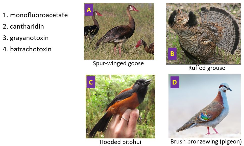 Steve Curry (@stevecurrymd) on Twitter photo Yeung, Chai, Russell and Tim Erickson have advanced our fear of birds in a recent paper. Match the numbered toxin with the lettered bird so that each letter is used only once.
pubmed.ncbi.nlm.nih.gov/35474563/
<a href="/ToxAndHound/">The Tox And The Hound</a> <a href="/ToxicSnowEM/">Jerry Snow</a> Yeung, Chai, Russell and Tim Erickson have advanced our fear of birds in a recent paper. Match the numbered toxin with the lettered bird so that each letter is used only once.
pubmed.ncbi.nlm.nih.gov/35474563/
<a href="/ToxAndHound/">The Tox And The Hound</a> <a href="/ToxicSnowEM/">Jerry Snow</a>