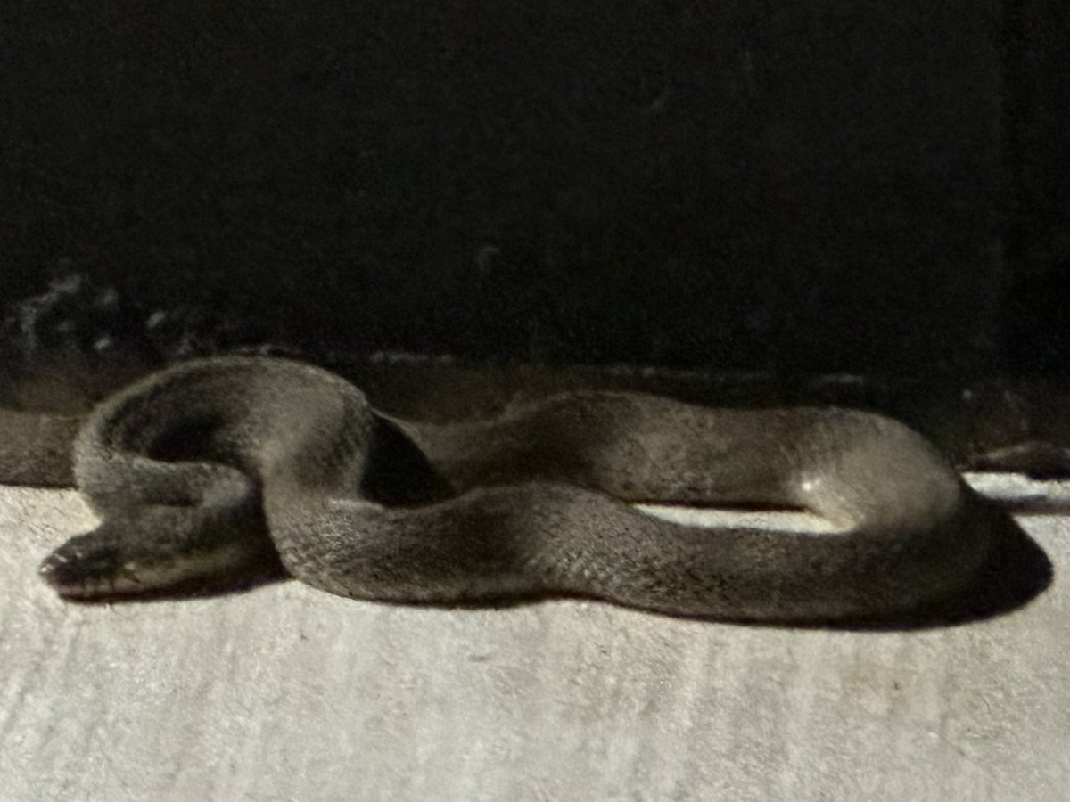 KamVTV's tweet photo. What kind of snake is this? I was just greeted by it. Not fun. I did my best to get a clear photo, but I didn't have my glasses on. 🤷🏻‍♀️ https://t.co/iOFFBJSz5j