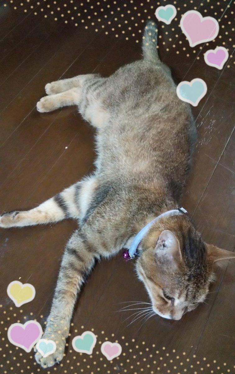 aiwookurou's tweet photo. #猫画像  久しぶりに(先代猫以来)外から帰ってきて床にバタン見た🐱その後エサ食してた。相当暑かったのね。 https://t.co/EVezWsBShf