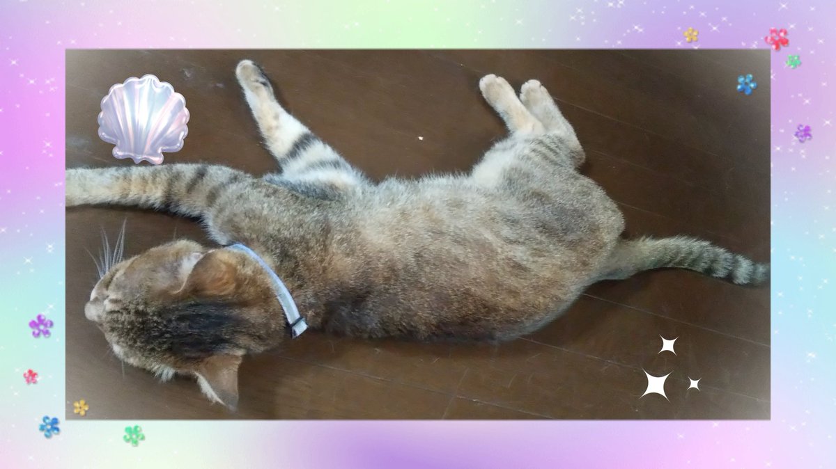 aiwookurou's tweet photo. #猫画像  久しぶりに(先代猫以来)外から帰ってきて床にバタン見た🐱その後エサ食してた。相当暑かったのね。 https://t.co/EVezWsBShf