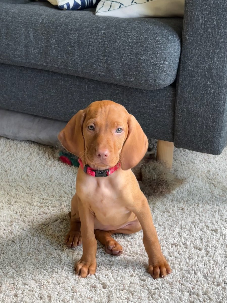 Matty Ice 🇩🇪 🇸🇪 🇮🇪 🏴󠁧󠁢󠁥󠁮󠁧󠁿 = 🇺🇸 tweet media