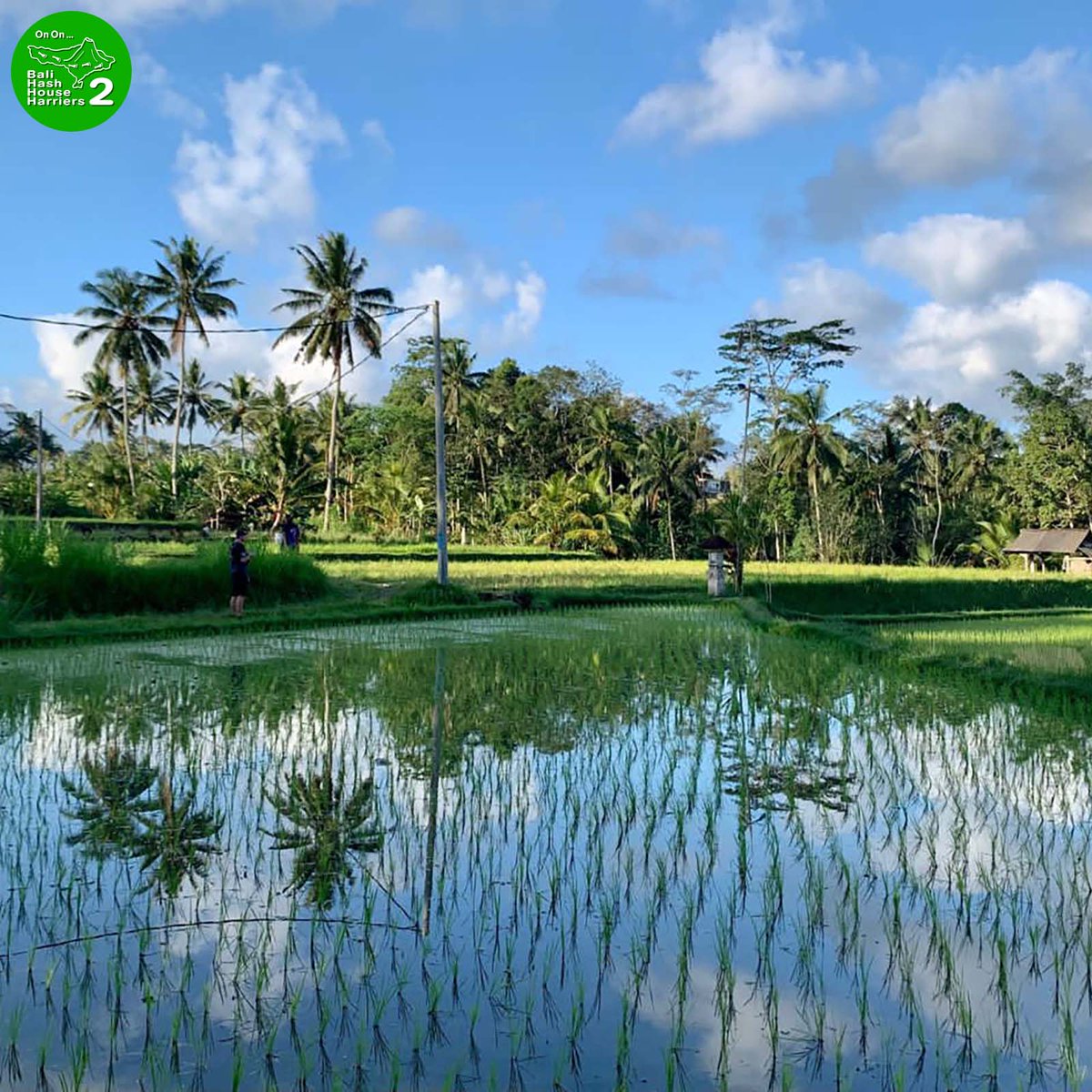 BaliHash2's tweet photo. Run 1599 Saturday 29-July-2023
Petak Kaja, Gianyar, Bali
Bali Hash House Harriers 2 trail run. We run every Saturday at 4PM. Follow us for weekly run map to the next location.
#bali #balihash2 #nofilter #fyp #prostbeer #hashinginparadise #olahraga https://t.co/DgN9xTVbJu