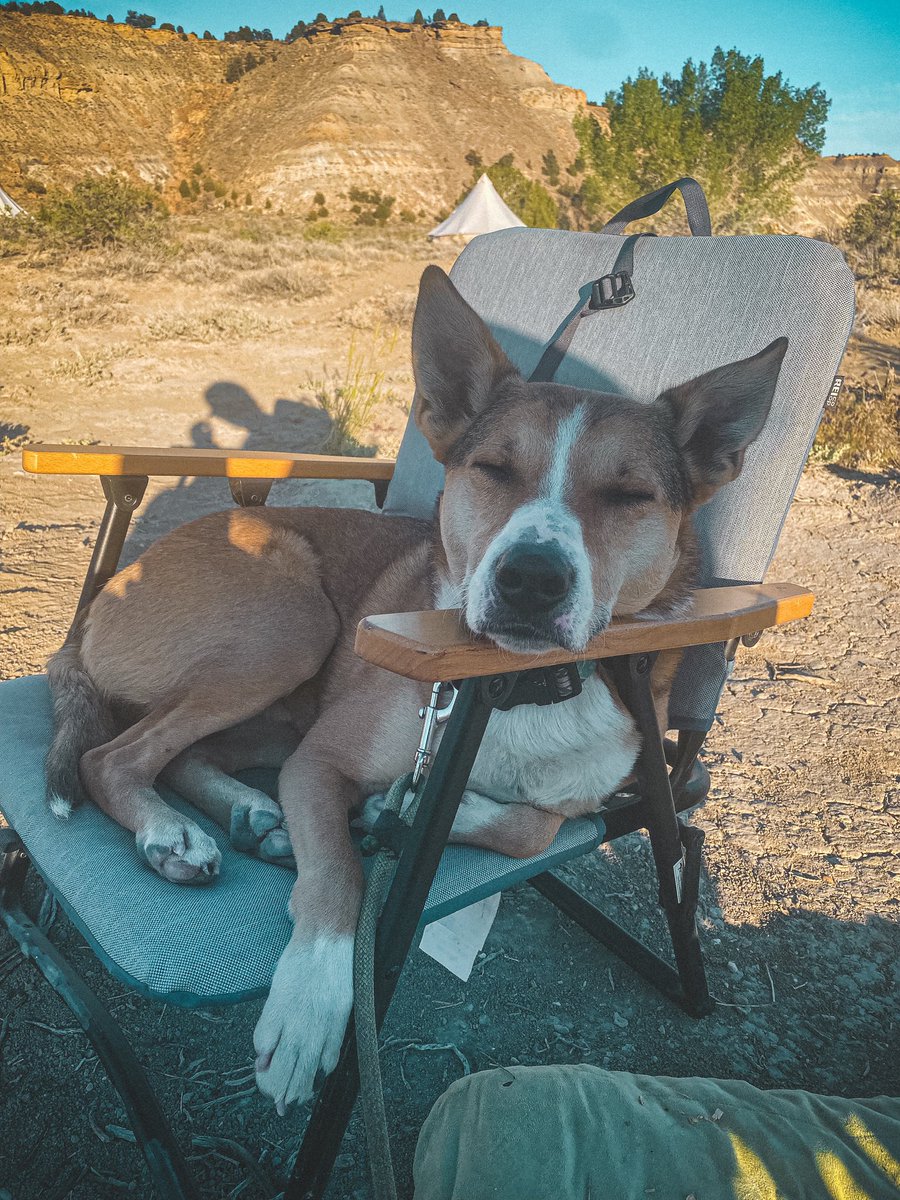 runsforsmiles's tweet photo. @bunsenbernerbmd Huck loves camping with us! https://t.co/zCh6MdUgnU