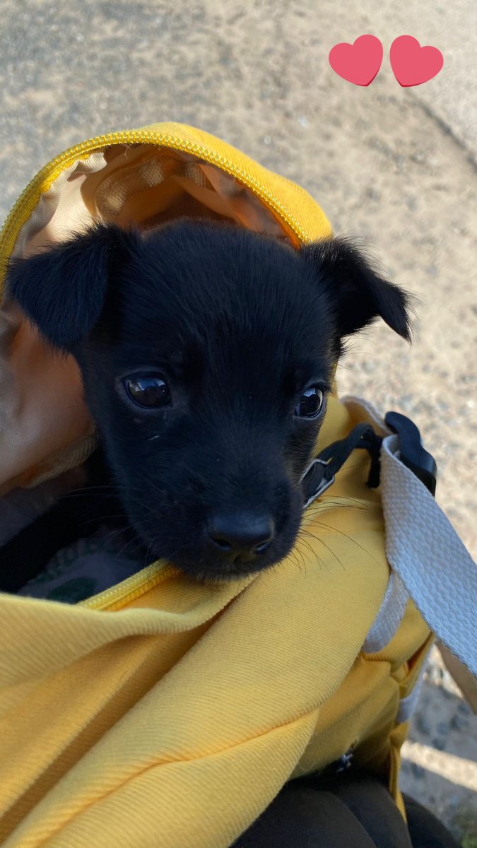 vircor8's tweet photo. @PetaLatinoA Milo...en su corta estadía nos brindó mucho amor...te extraño hermosoo...Una estrellita en el cielo... https://t.co/uuHtr99Z45