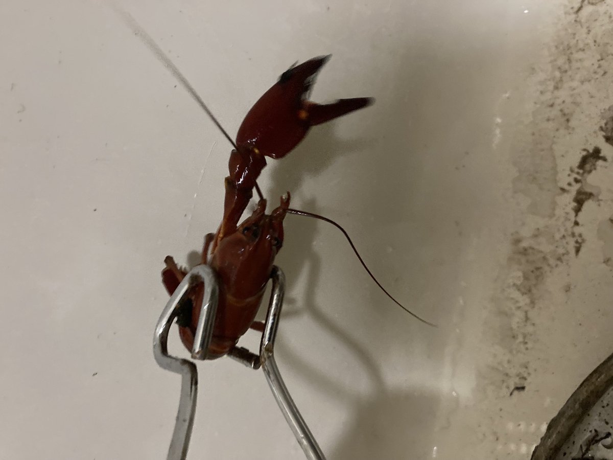 DonesTyler's tweet photo. ‘Sup? I was tasty. https://t.co/WamcriW2cN