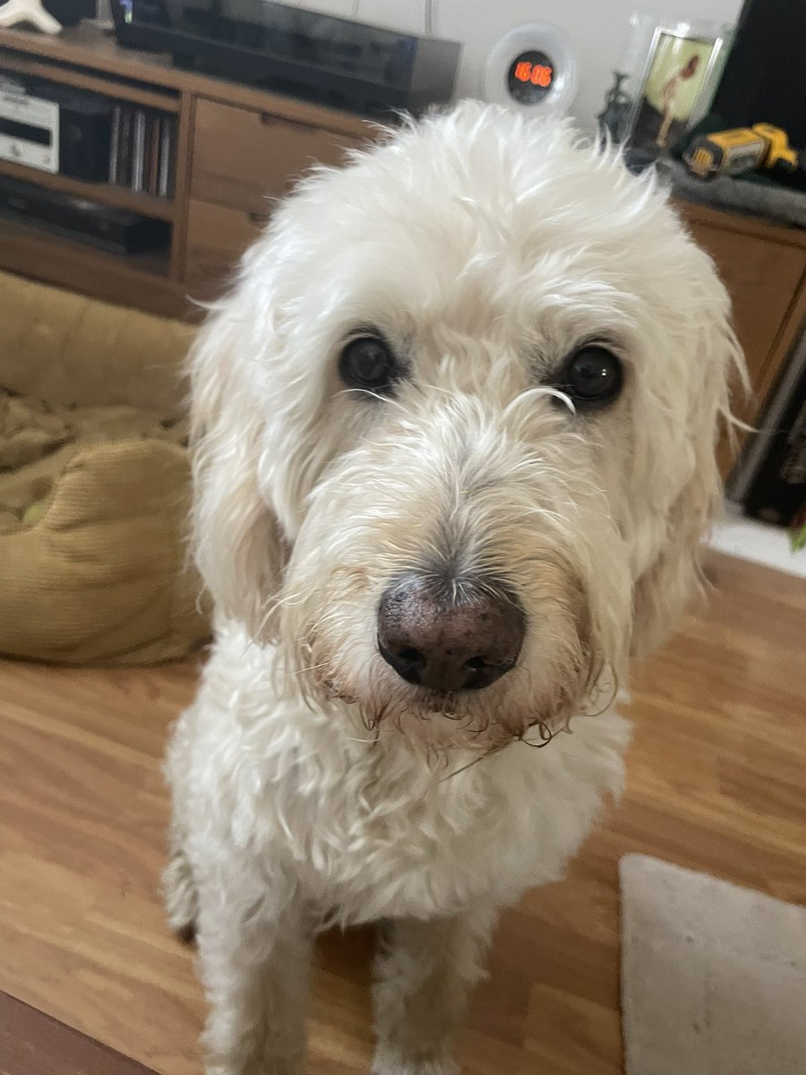 PbchChi's tweet photo. @tinycharlotte72 Yes we dogs can be soppy. https://t.co/yj1cSygiSA