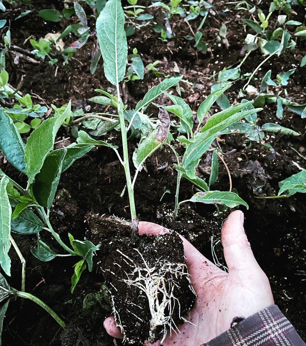 Own root plum trees getting planted out. #propagation #plumtree #treenursery