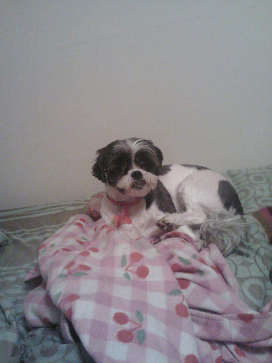 lilly_shawntel's tweet photo. Today marks 3 years since my dog Foxy Lady crossed the Rainbow bridge. I miss her so much my heart hurts. She was more than just a dog, she was my best friend. I love and miss you always, Lady. #ForeverLady 💜💜💜💜💜💜💜💜 https://t.co/JK7HgrYbaK