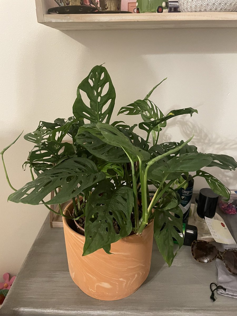houseplantguy1's tweet photo. 🧀 https://t.co/srXnItdmwO