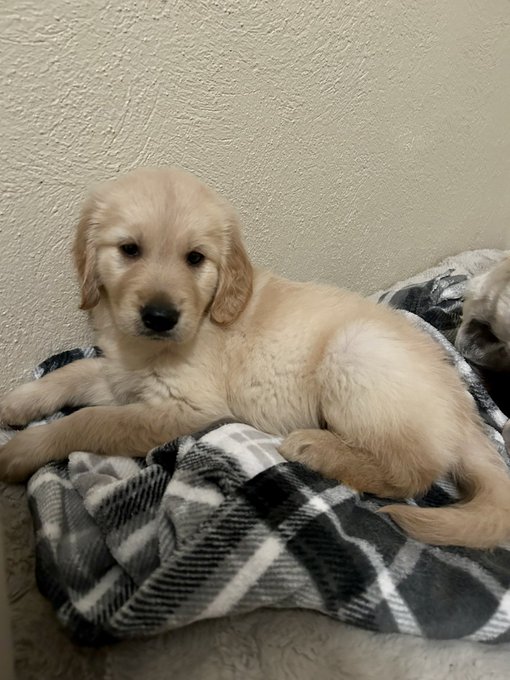 We got a new addition to the family today. A little boy Golden Retriever.   Looking for a name &hellip; drop<a href="/tag/chicago"class="tags"><span>#chicago</span></a>