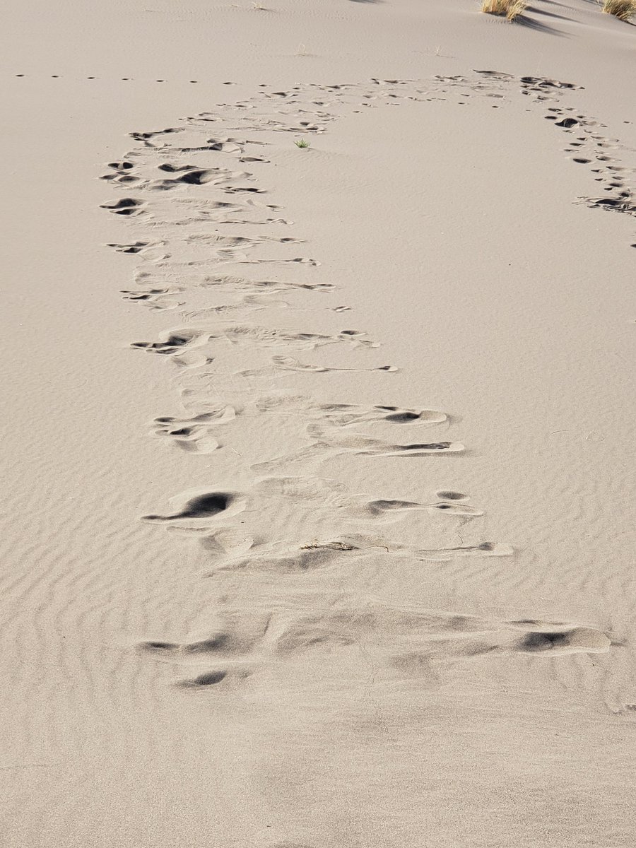 chrisprey's tweet photo. Bruneau Sand Dunes State Park https://t.co/5ESSOm2vvH