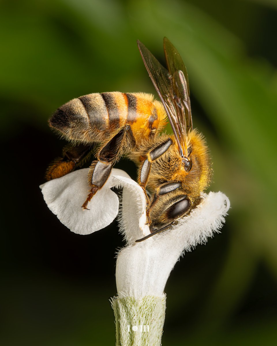 pixonoid's tweet photo. Honey bee gathering pollen.

I hope you all had a great weekend so far!
The bees are out! 🐝I love how she is holding onto the flower with her legs and pressed herself into the flower opening

#TwitterNaturePhotography #naturelovers #NatureBeauty #wildlifephotography #macrophotography #photography #BBCWildlifePOTD #SonyAlpha
