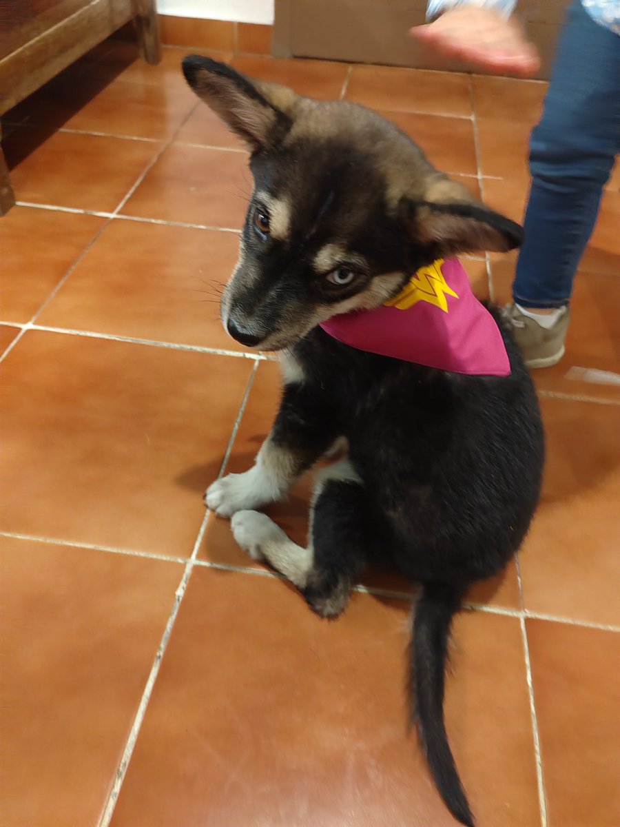 laximenasty's tweet photo. No entiendo la maldad de algunas personas...kira es una bebé de 3 meses que desde medio día está luchando por su vida porque los vecinos de mi hermana le aventaron chocolates que al parecer tenían raticida, si alguien ve esto porfavor pidan al universo porque no sufra + esta BB😭 https://t.co/FXKfjaYqVn