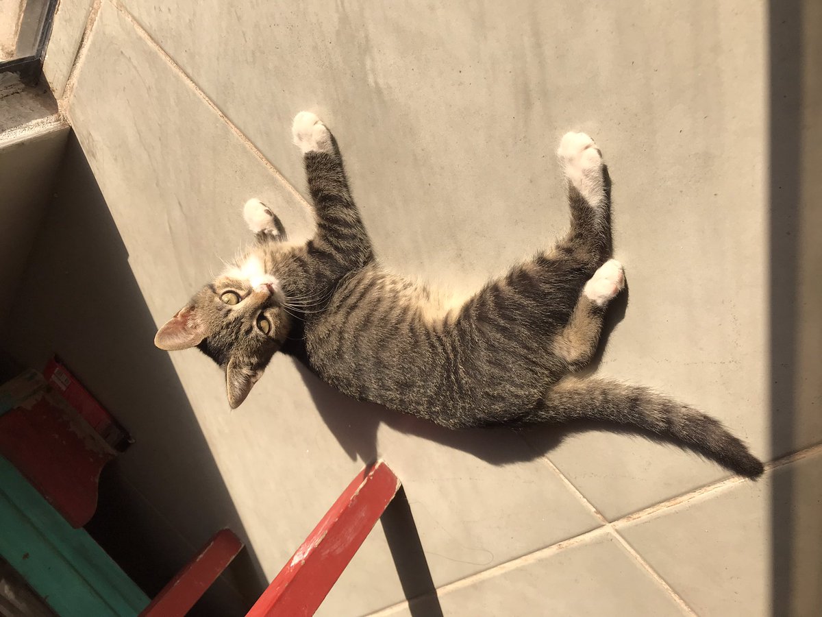 Le busco a mi nena 🐈‍⬛🥺🙏🏼
Porfa si me ayudan compartiendo con un like o un rt 
Se perdió en BARRIO PINOZA DE ASUNCIÓN es mediana, de color gris, tiene el cuello y las patitas blancas como en la foto, y es ultra cariñosa. 
Cualquier aviso al 0981359911 que en casa le extrañamos 😔