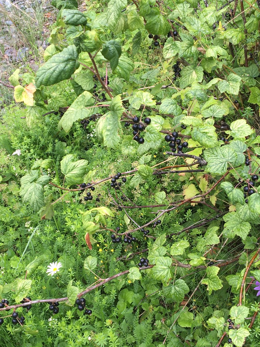 cambvace's tweet image. Back #home2 #blackcurrant #jam ?